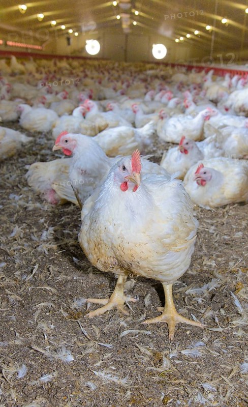 Breeding chickens