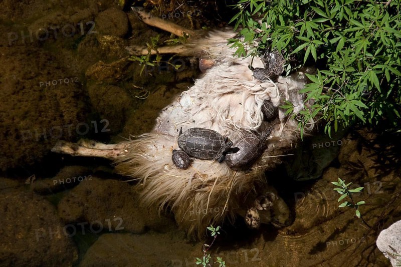 Caspian stream turtle