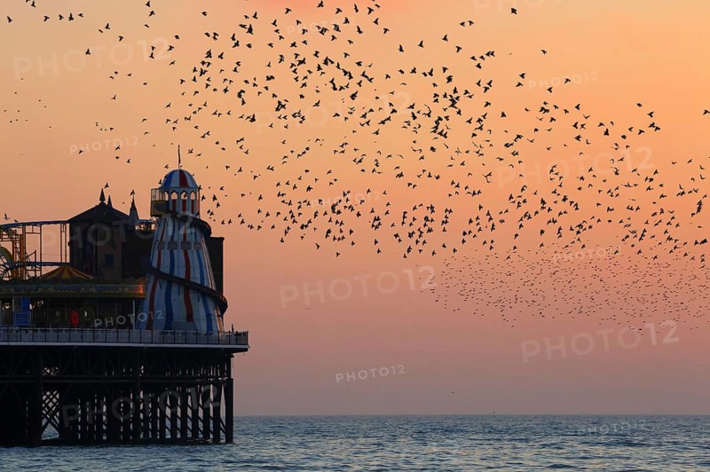 Common common starling