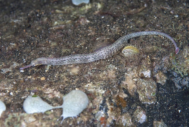 Lying pipefish