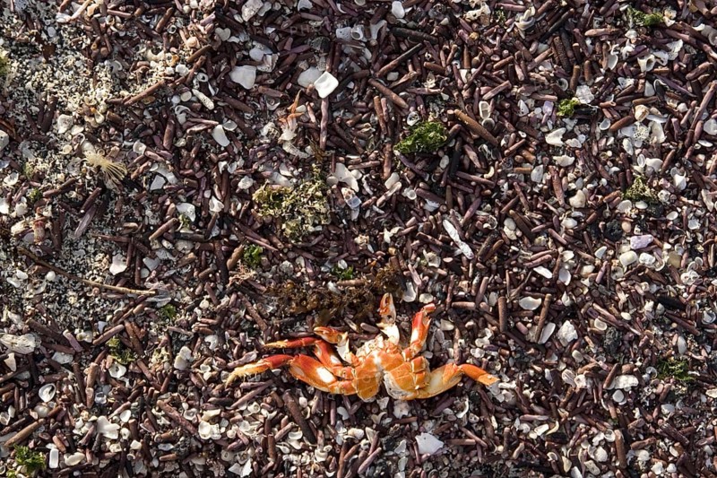 Sea urchin spines and dead crab
