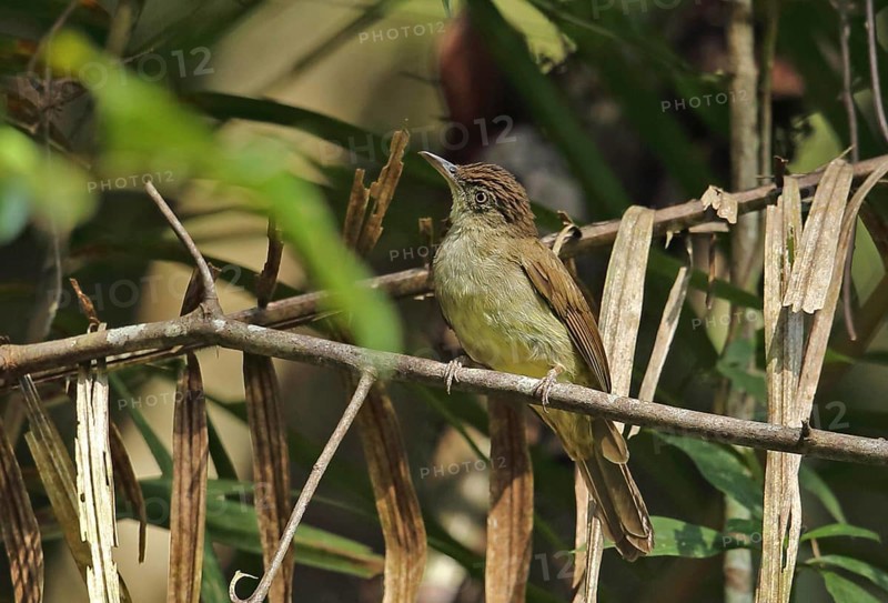 Buff-vented Bulbul