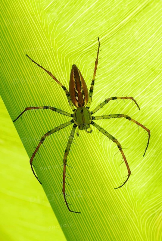 Madagascar Lynx Spider