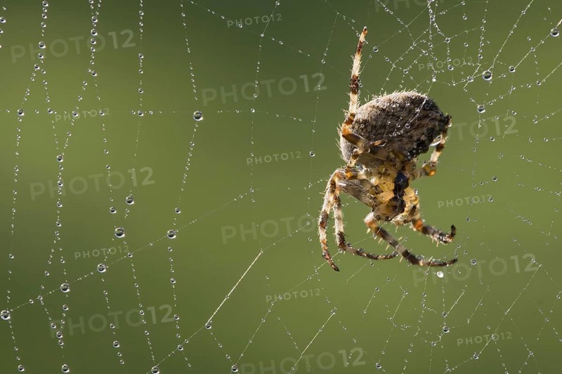 Garden Orb Spider