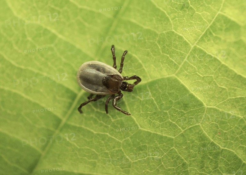 Sheep Tick