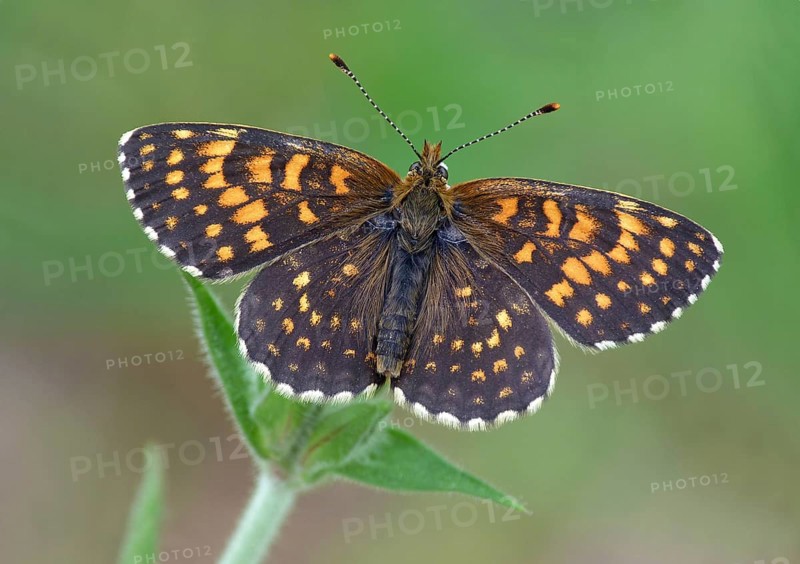 False heath fritillary