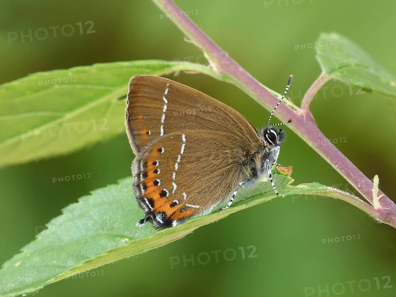 Black hairstreak