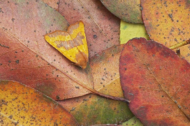Centre-barred Sallow