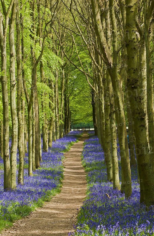 Hyacinthoides non-scripta