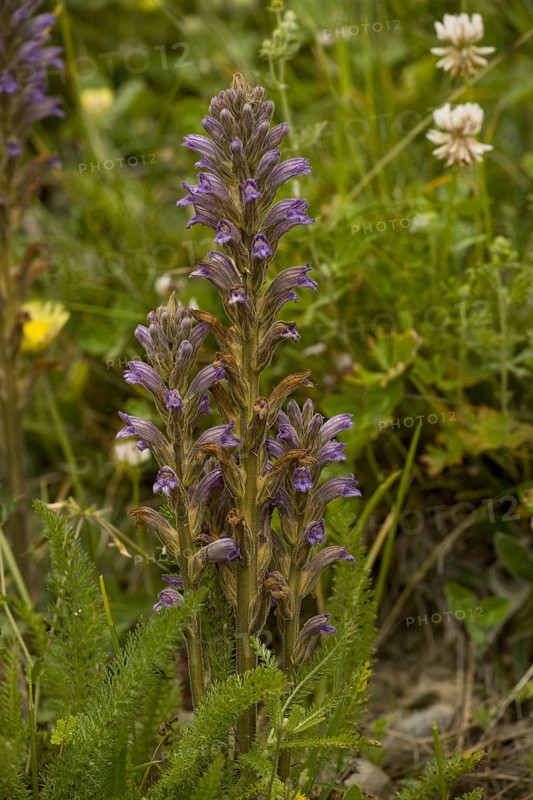 Purple Broomrape