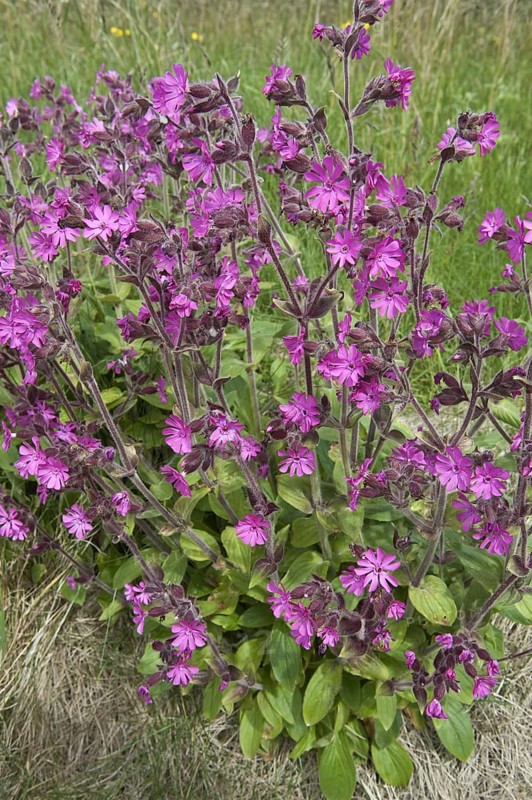 Red campion