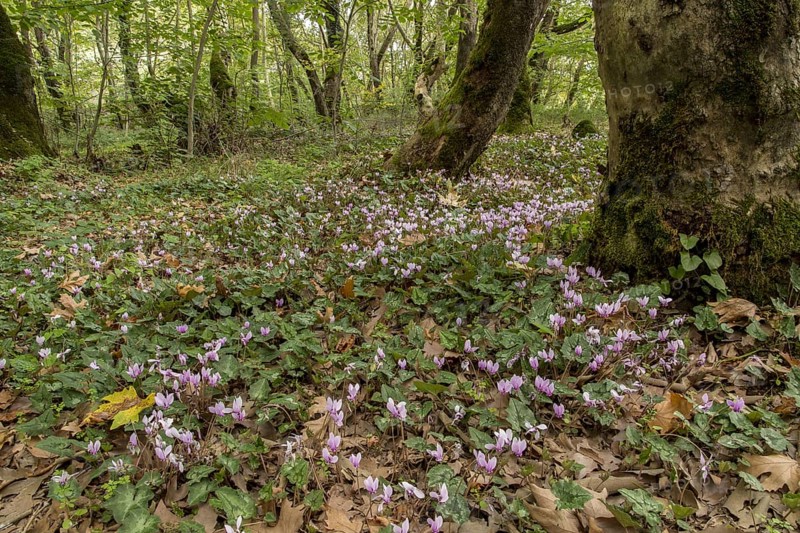 Ivy-leaved Cyclamen