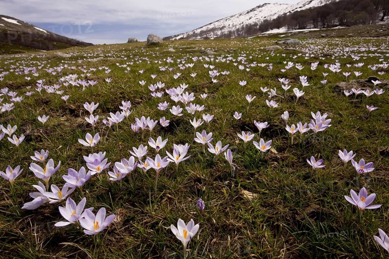 Corsica corsican crocus