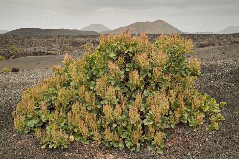 Canary sorrel