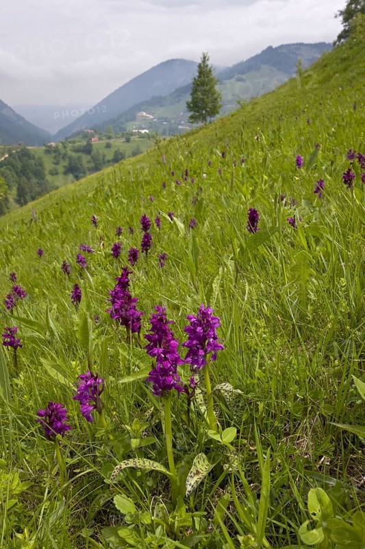 Western Marsh Orchid flowering