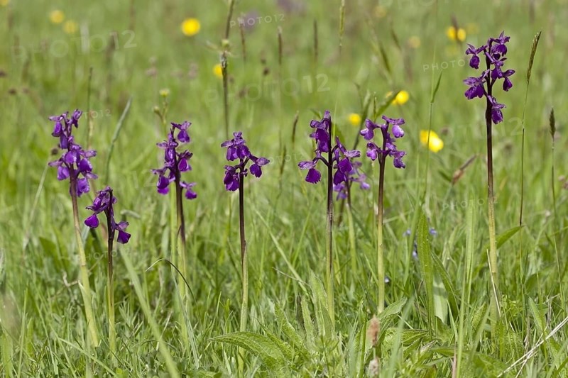 Green-winged flowering orchid