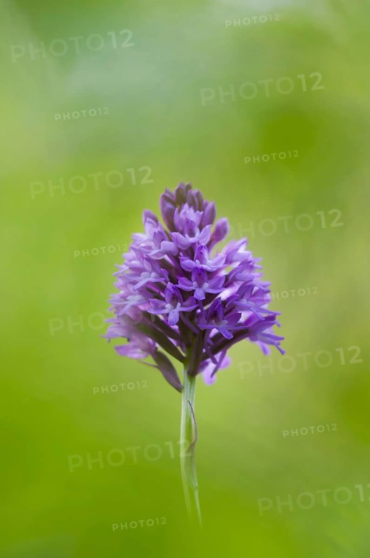 Pyramidal Orchid