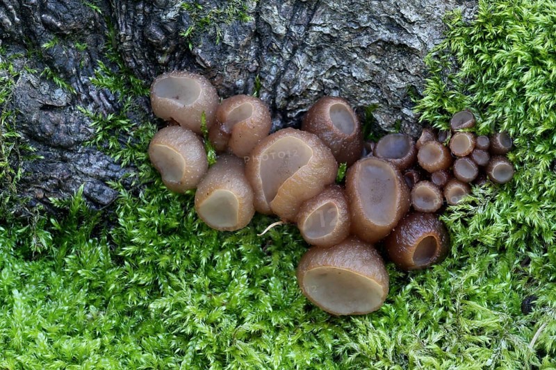 Ombrophila pura