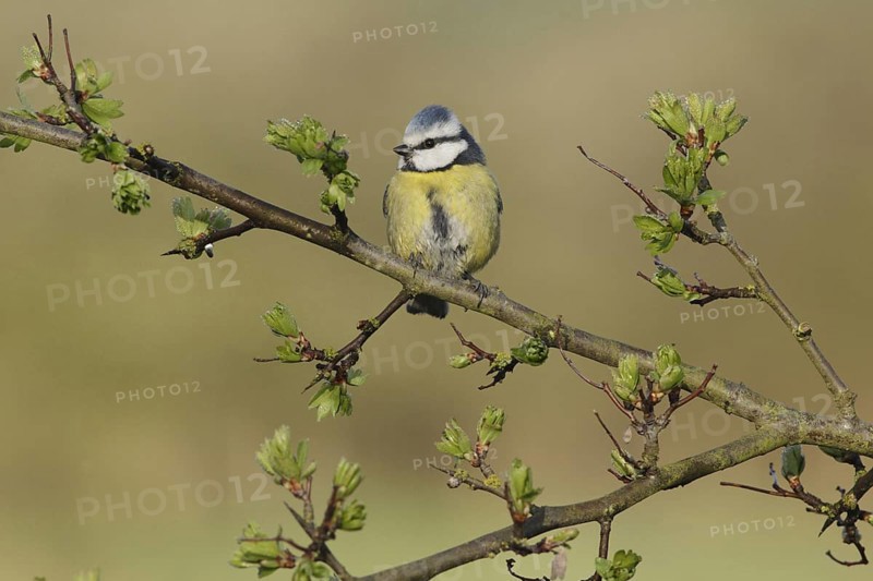 Blue Tit