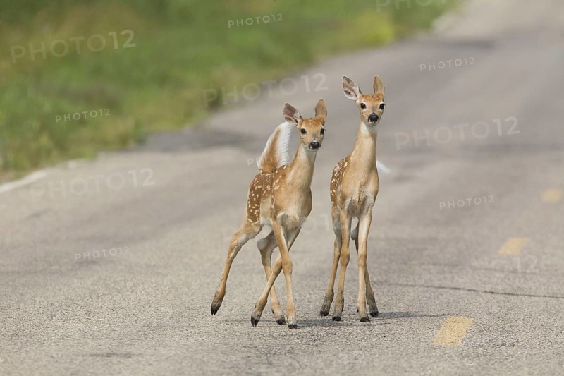 White-tailed Deer