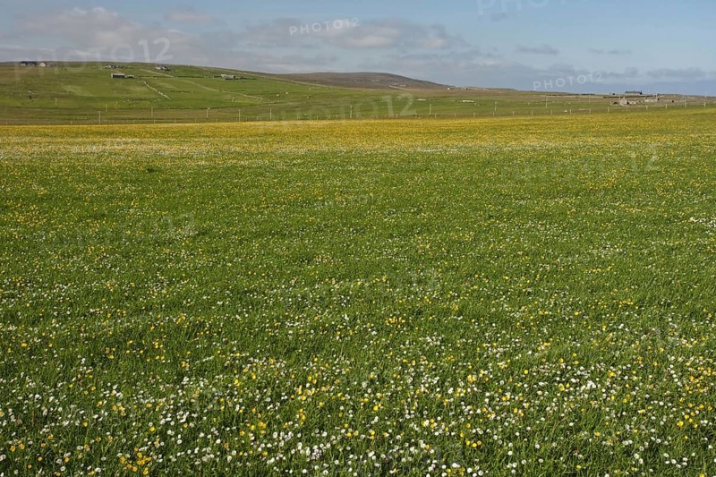 View of a meadow with wild flowers