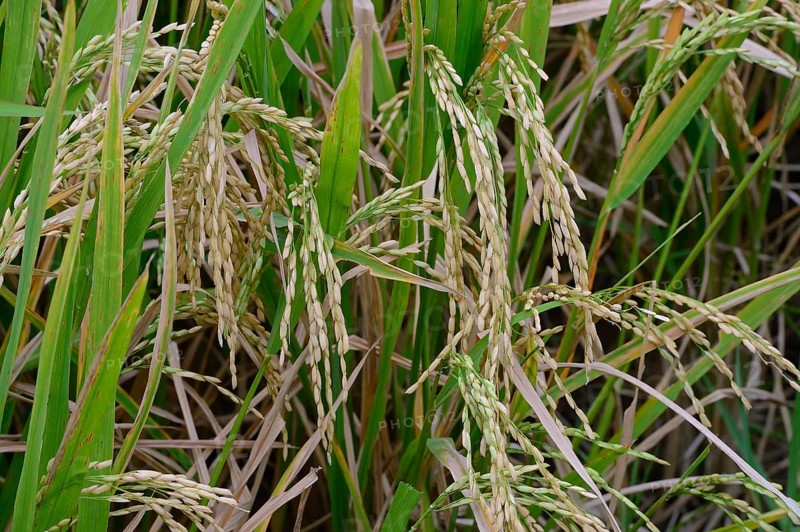Asian rice
