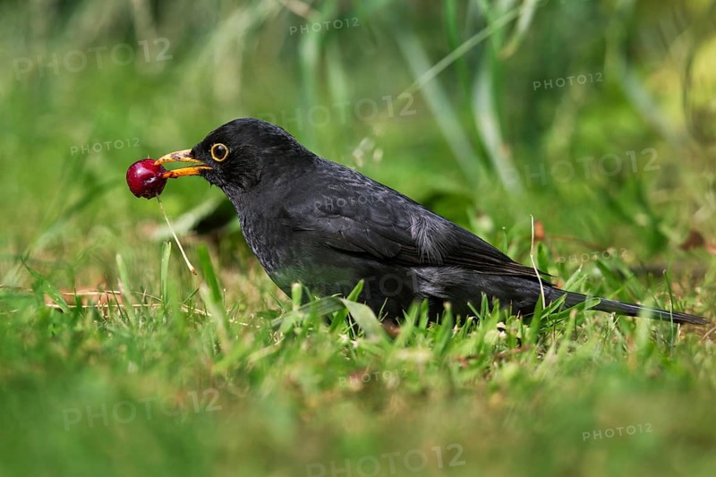 Common blackbird