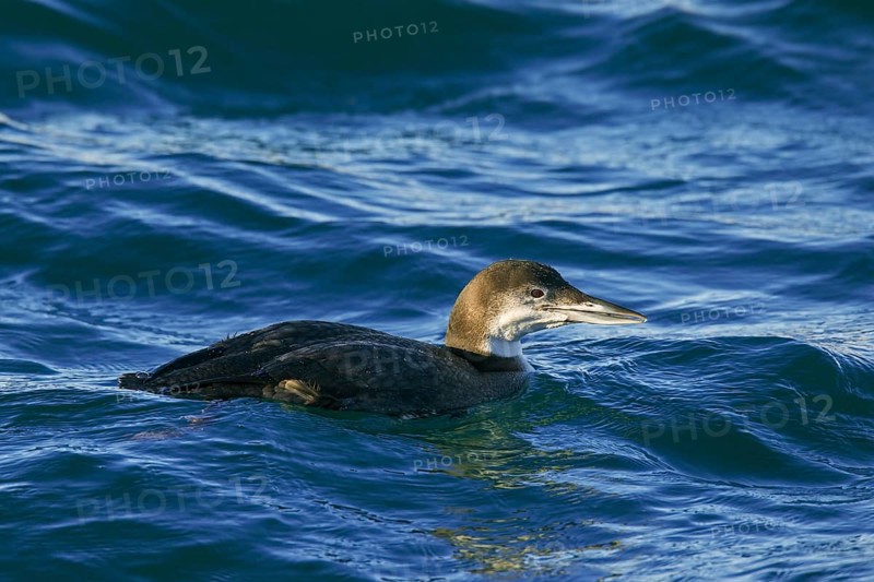 Great northern loon