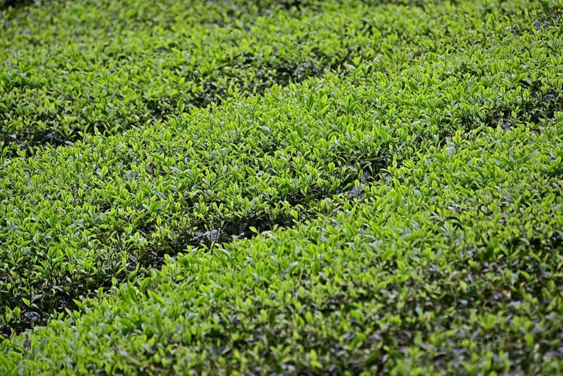 Tea Plantation