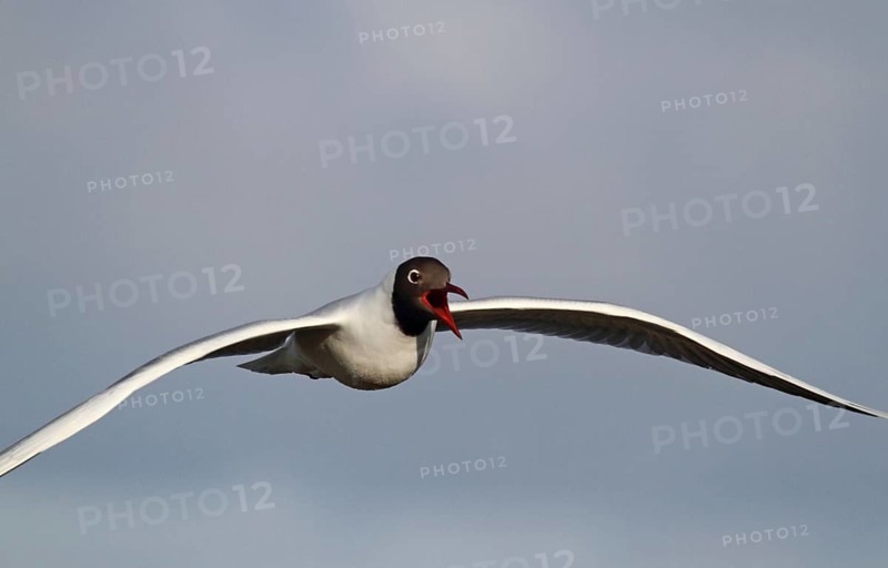 Black-headed Black-headed Gull