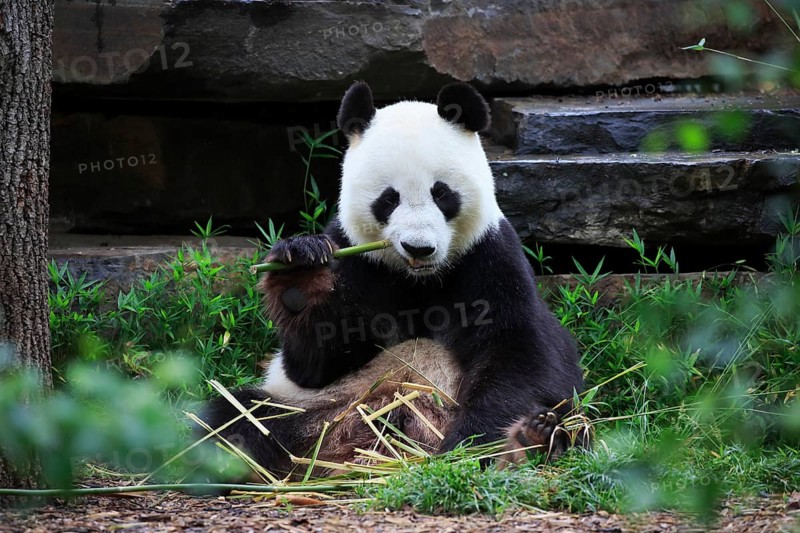 Giant panda