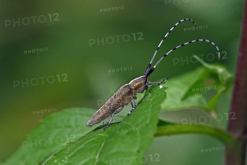 Golden-breasted Longhorn Beetle