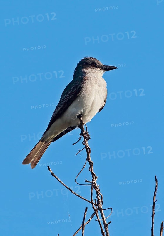Grey Kingbird