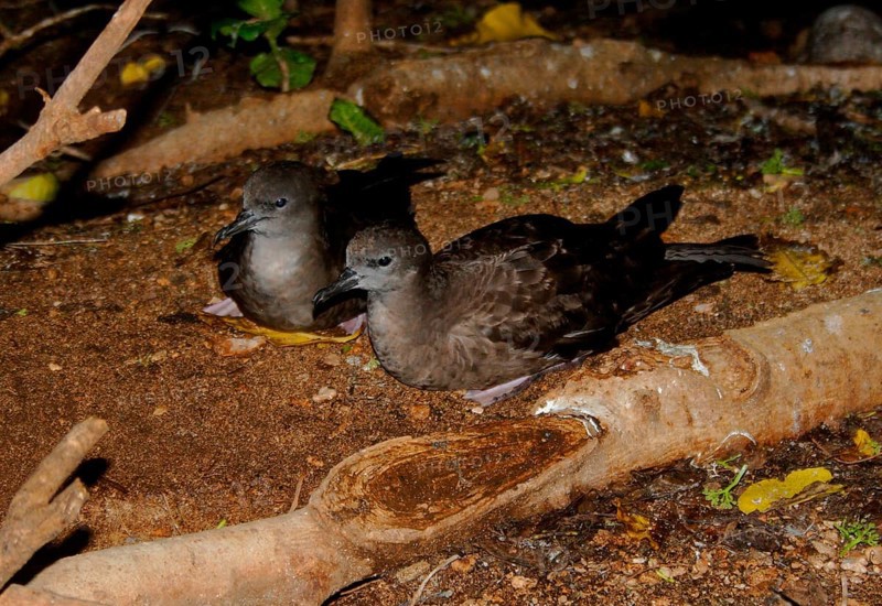 Wedge-tailed Shearwater