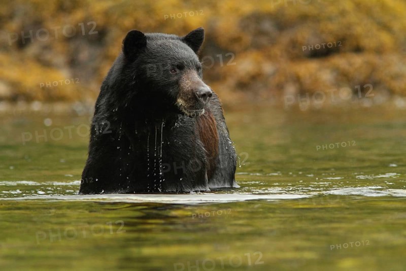 Kermode bear
