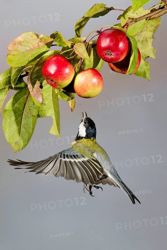 Great Tit