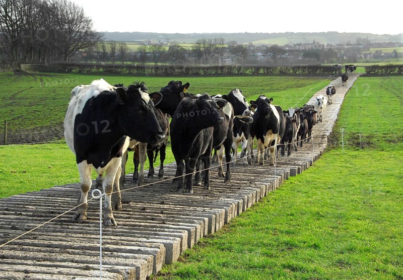 Domestic cattle
