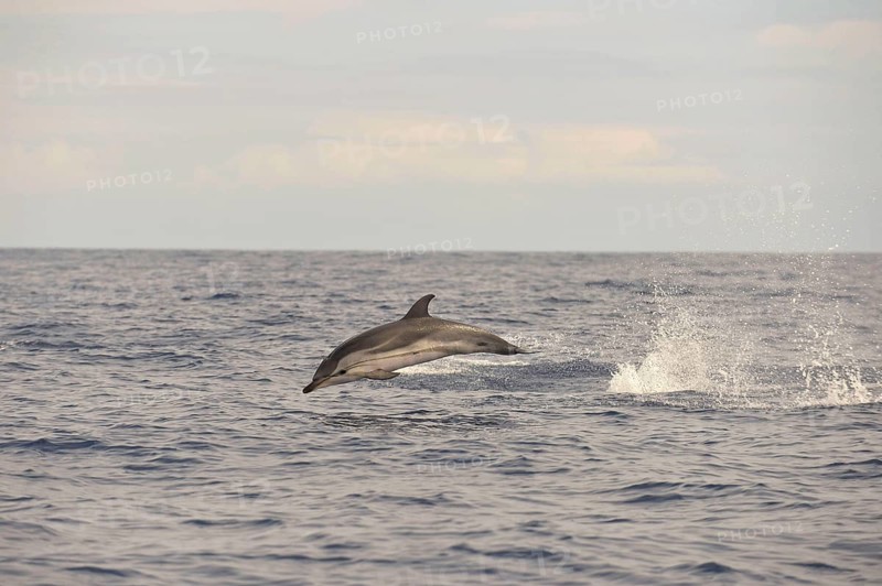 Striped Dolphin