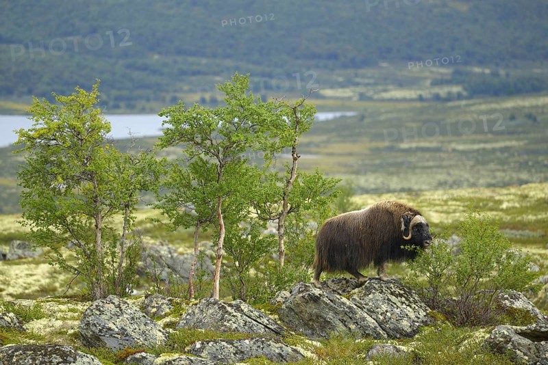 Musk oxes