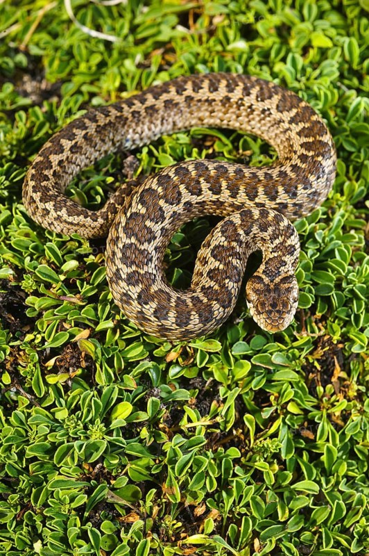 Meadow viper