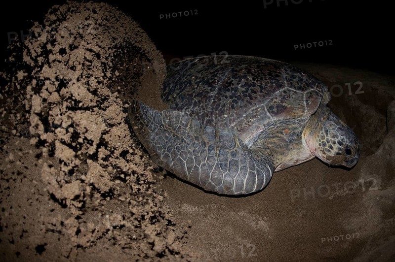 Green Turtle