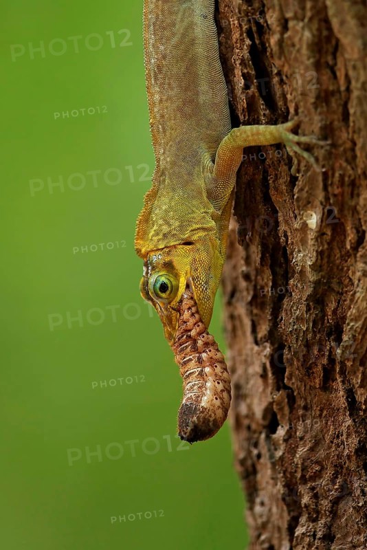 Richard's Anole