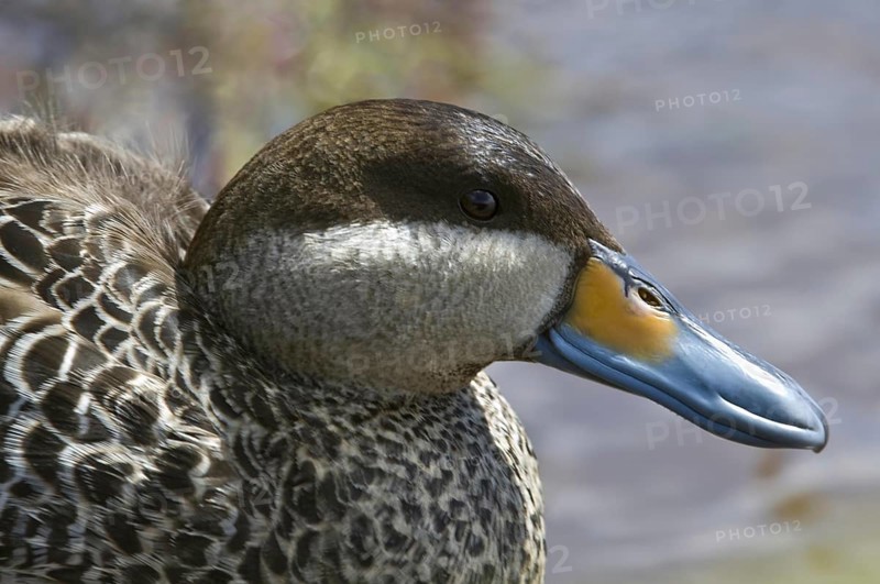 Common Scoter