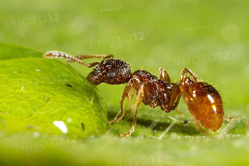 Red garden ant