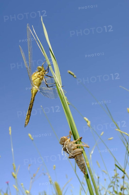 Black-tailed skimmer