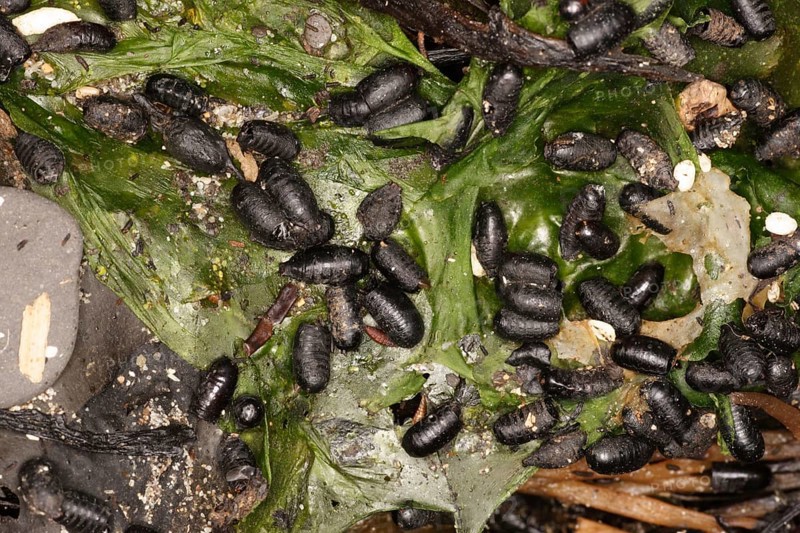 Pupae of the kelp fly