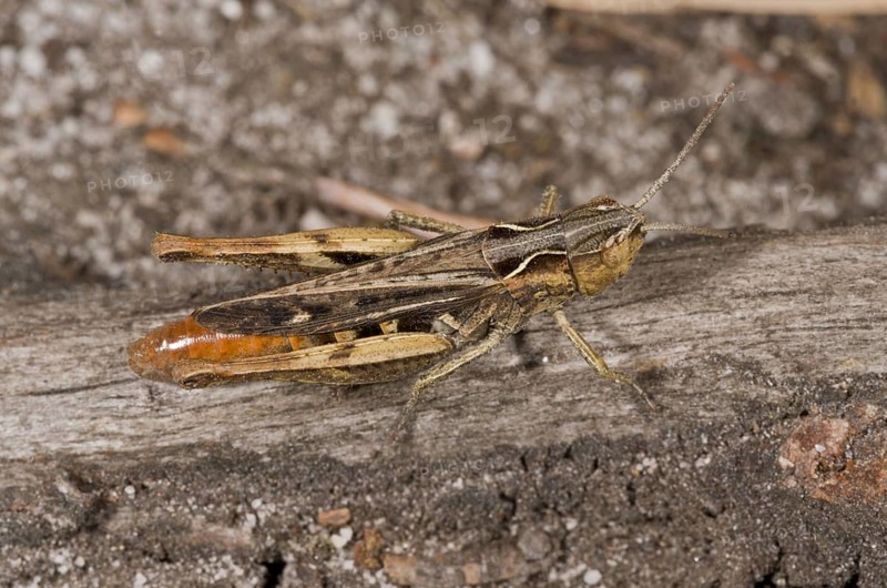 Heath grasshopper