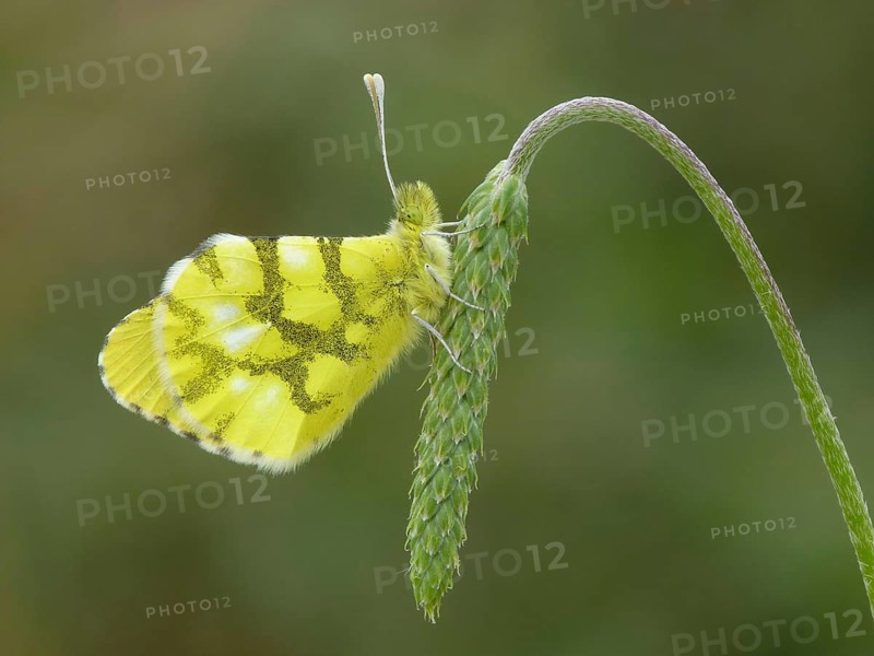 Moroccan moroccan orange tip