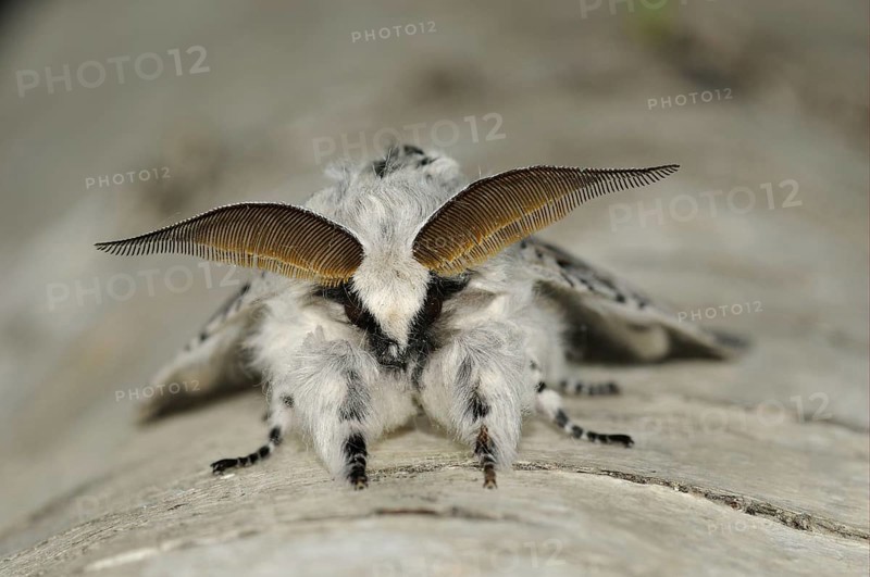 Puss moth