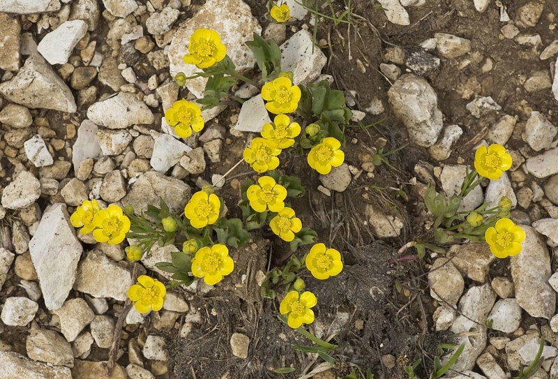 Hybrid Buttercup